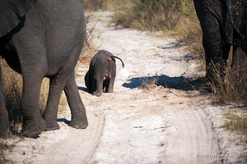 20090614_095246 D3 X1.jpg - Follow these 7 photos taken over a period of 2 minutes.  The baby is 4 days old (rare to see one that young).  Watch him sudenly fall down and the Mom helps pick him up with her trunk